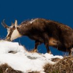 Camoscio sulla neve - Foto F. Borgogno